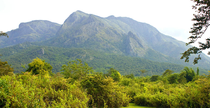 Mudumalai National Park- Step Into The Wilderness