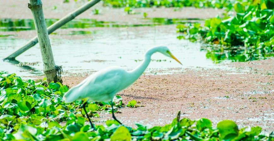 Kumarakom Bird Sanctuary