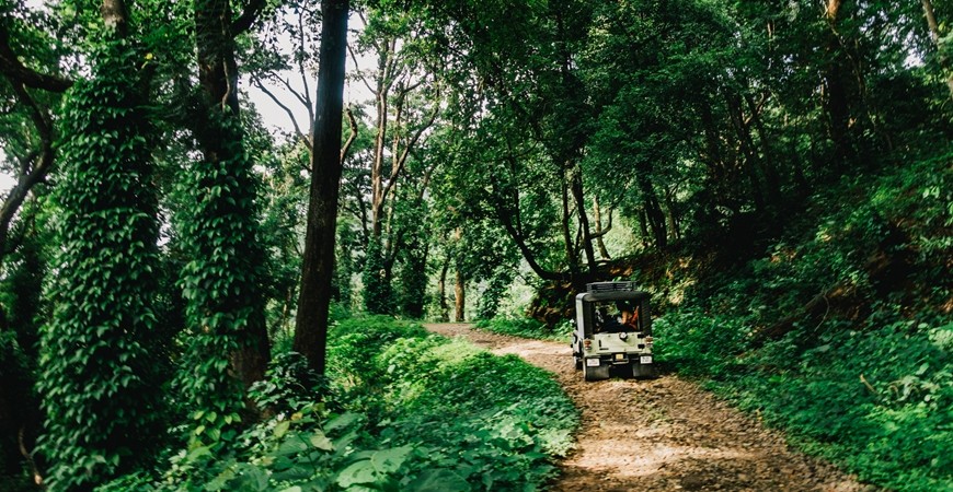 Night Safari: Driving Through the Elephant's Homeground