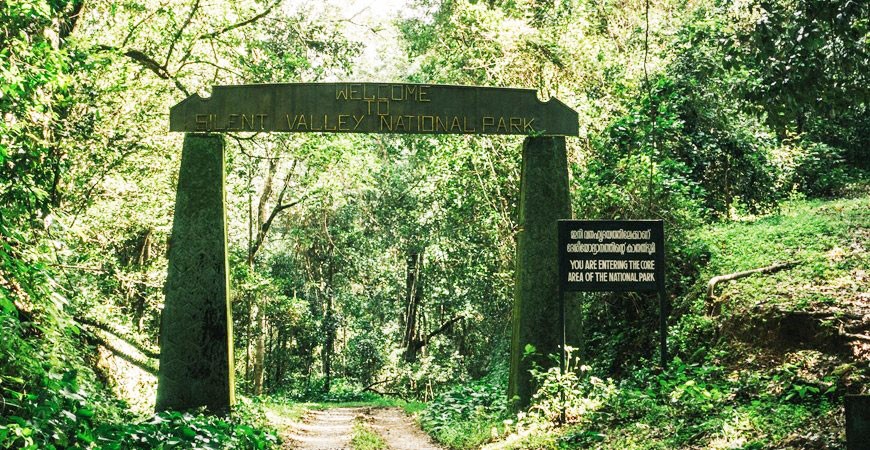 Silent Valley: One of the Last Untouched Rainforests in India Silent Valley: One of the Last Untouched Rainforests in India