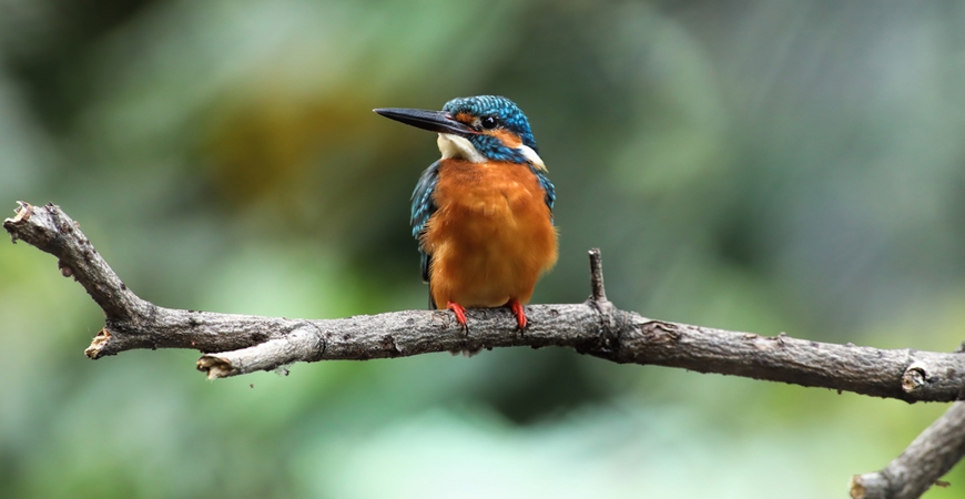 Salim Ali Centre for Ornithology and Natural History 