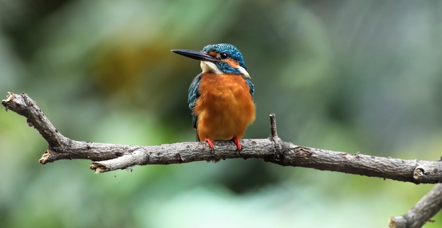Salim Ali Centre for Ornithology and Natural History Salim Ali Centre for Ornithology and Natural History