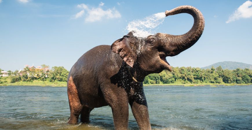 Kodanad Elephant Training Centre