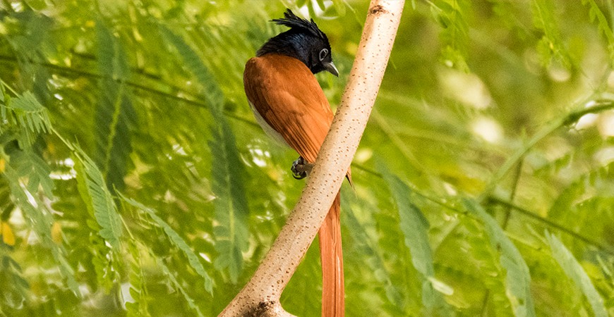 Corbett : A Paradise for Bird Lovers