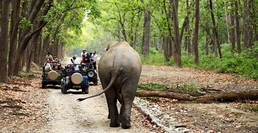 Dhikala Safari: A Rendezvous with your Wild Side 