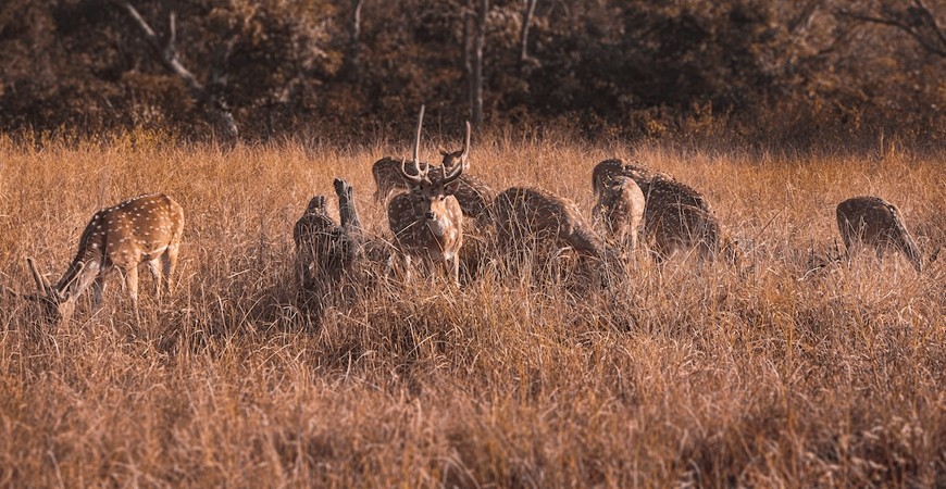 jim corbett national park deer images