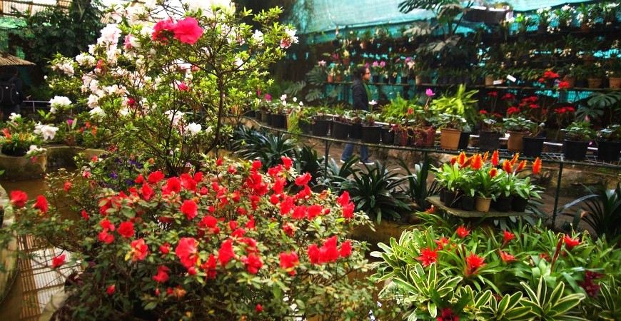 Flower Exhibition Centre: The best of Sikkim's Flora