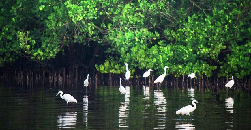 A Tryst with Goa's Mangrove Forests