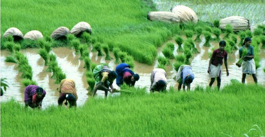 Paddy Field