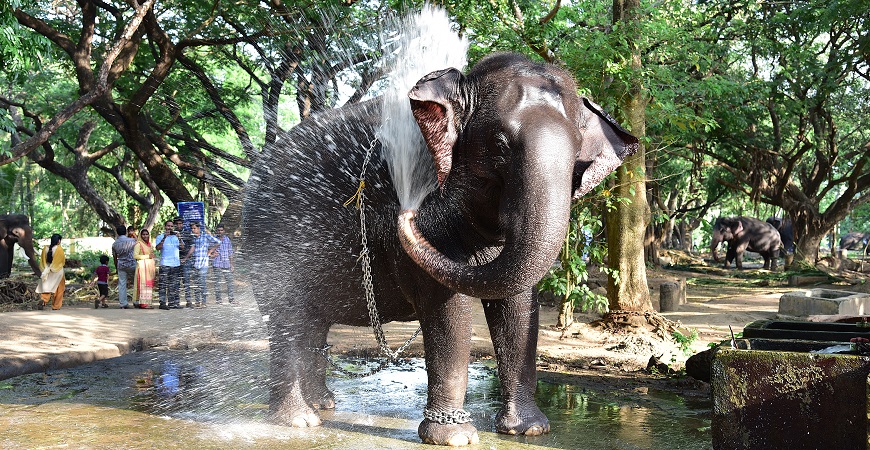 Punnathur Kotta Elephant Sanctuary 