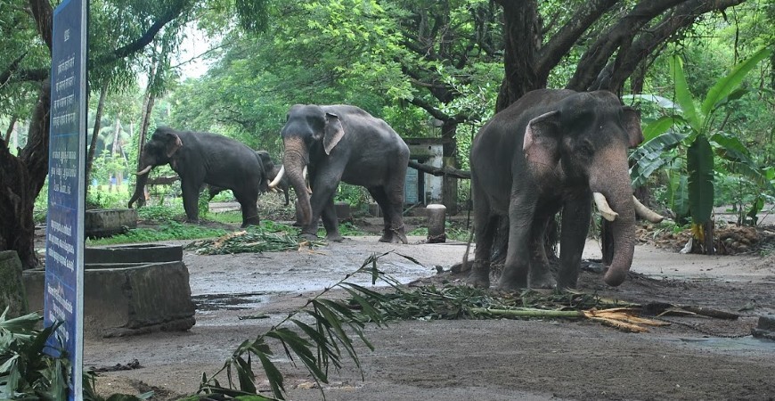 Anakotta Elephant Sanctuary: Hang out with grey, ‘tusked’ friends