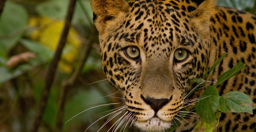 Rajaji National Park