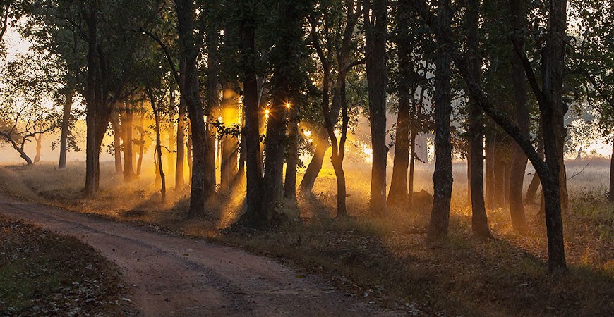 Explore the Wilderness of Kanha on Foot