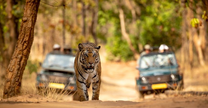 Kali Tiger Reserve: Where lush jungles await your safari adventure.
