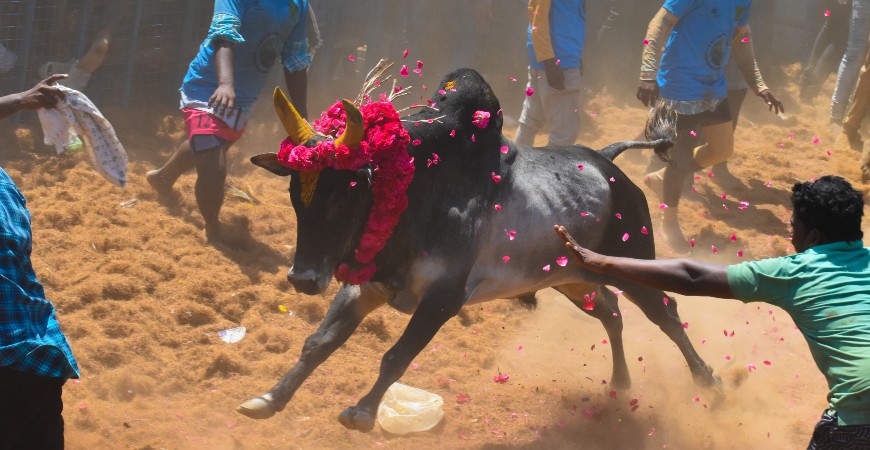 Jallikattu