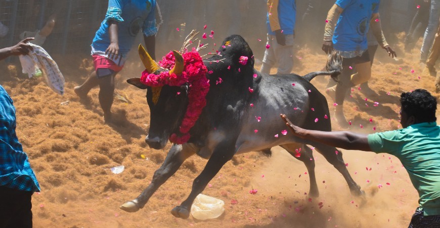 /content/dam/sterlingholidays/activities/madurai/bannerimage/madurai-jallikattu-activity.jpg