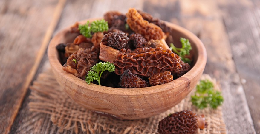 Gucchi Delicacy: The magic of Morel Mushrooms Gucchi Delicacy: The magic of Morel Mushrooms