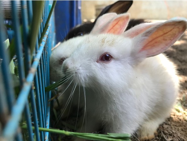 Rabbit Farm: Rabbits of Rajasthan