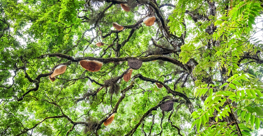 Vaagai Tree: The Tree that Bees chose as their Adobe