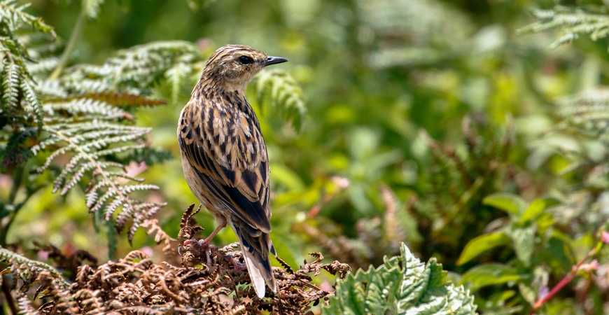 Gap road: Where birds come home  