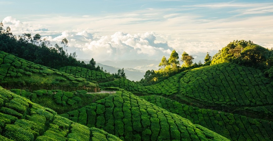 Kolukkumallai : The Tea Factory Where Time Stands Still