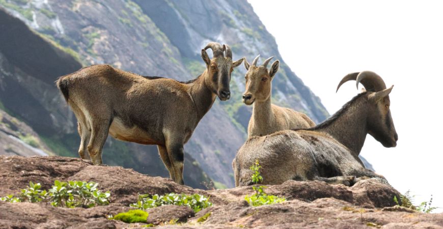 Eravikulam National Park : The humble abode of the endangered Nilgiri Tahr