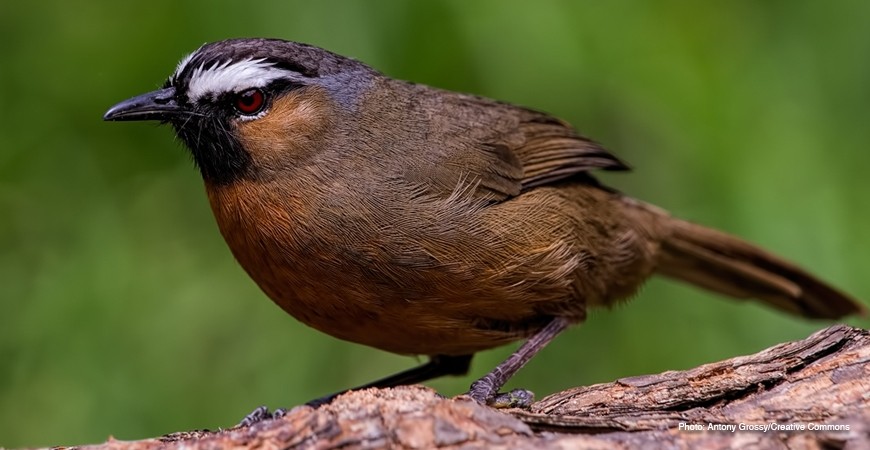 To Shoot a Mocking Bird: A Must Feat for Birdwatchers