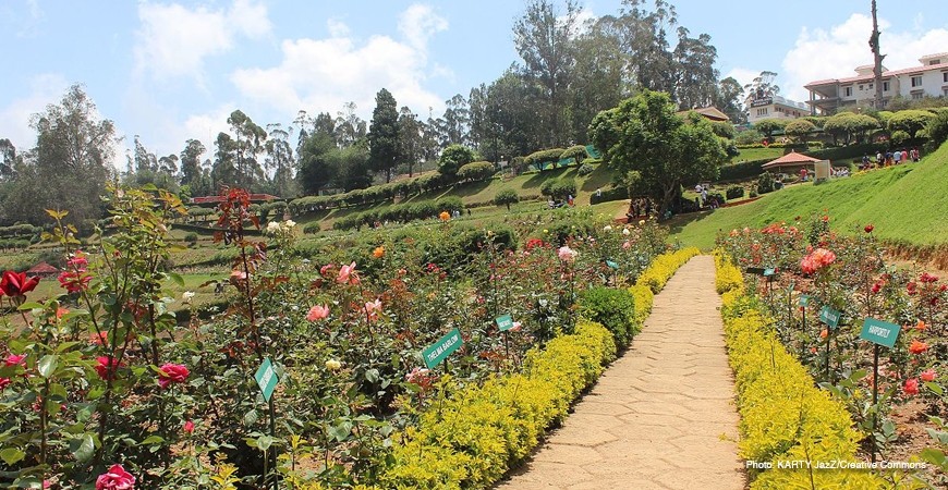 Rose Garden: A Wonderland of Roses Rose Garden: A Wonderland of Roses
