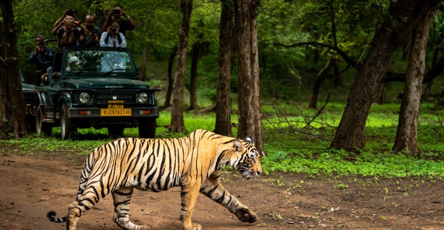 pench jungle safari maharashtra