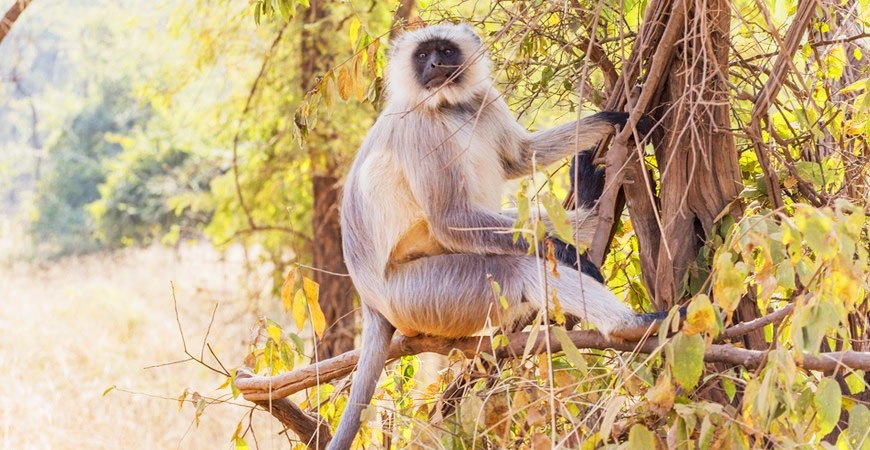 Sariska Tiger Reserve