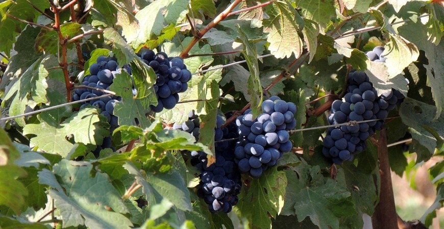 Nashik: Tour the Exquisite Winery