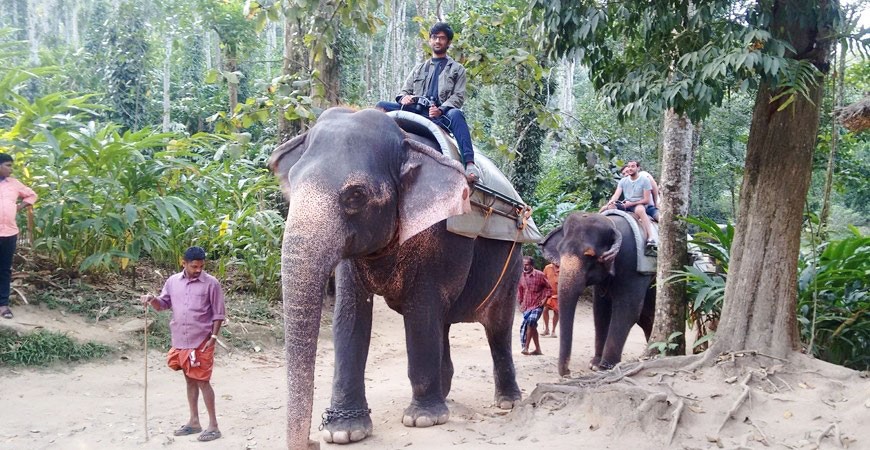 Elephant Junction: Play Time with the Gentle Giants