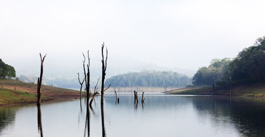 Periyar Lake: Where Elephants Come to Drink Periyar Lake: Where Elephants Come to Drink