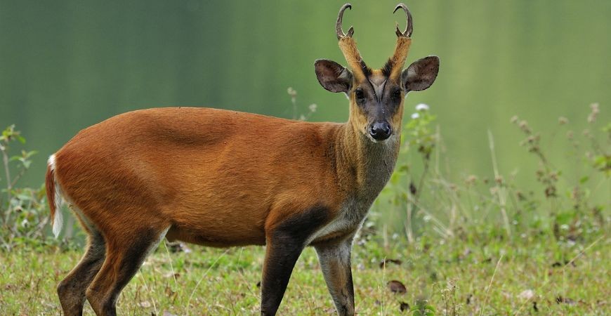 /content/dam/sterlingholidays/activities/vanvasa-lansdowne/wild-life-encounters.jpg