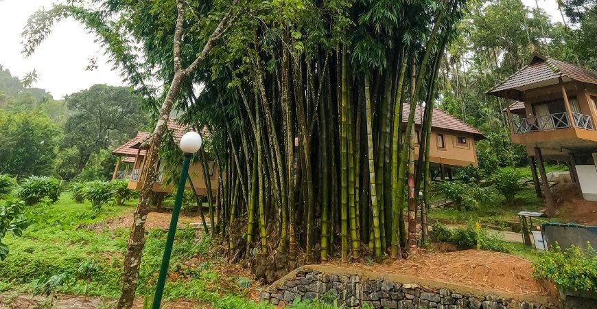 Verdant Majesty: The Towering Giant Bamboo