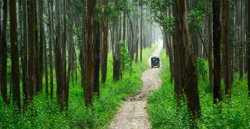 Wayanad Wildlife Sanctuary