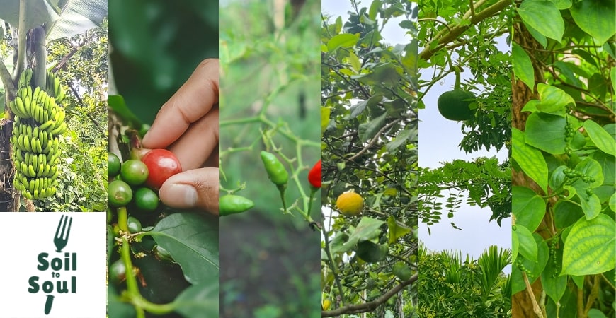 Soil to Soul: A Farm-to-Fork Journey