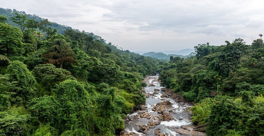 Thusharagiri Waterfalls: Trekking through Mist-Capped Peaks