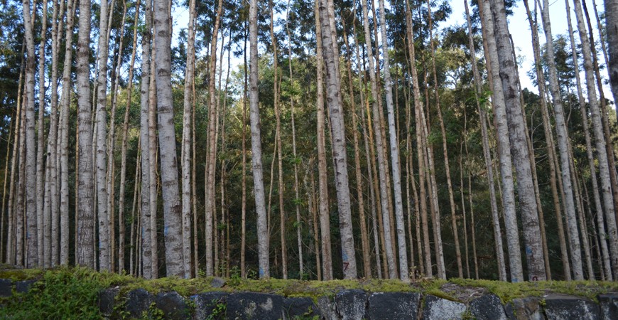 Loop Road: Where Yercaud's Hills Come to Life