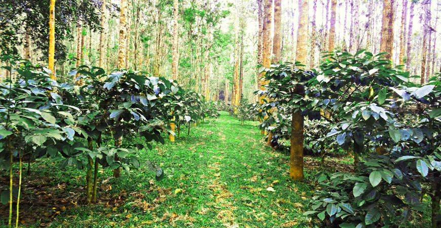 Plantation Walk : Coffee, Spice and All Things Nice