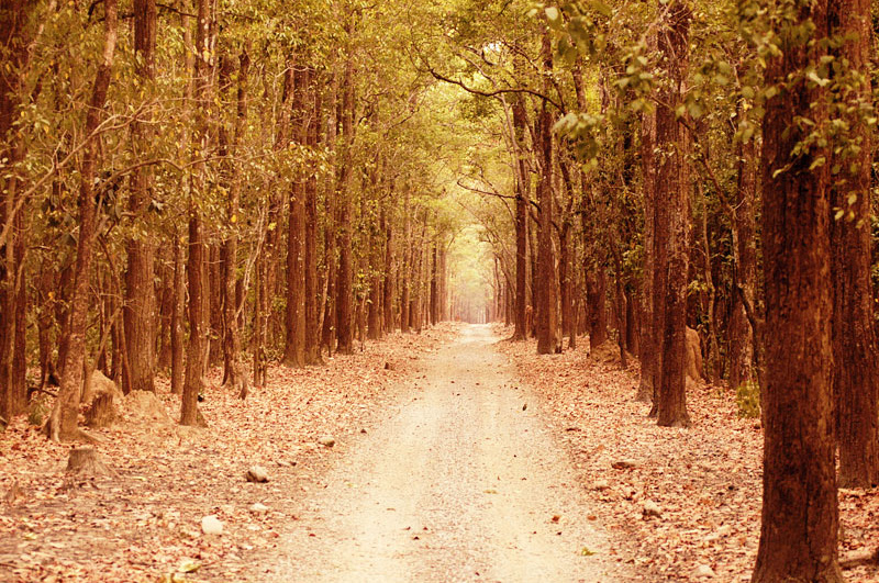 jim corbett national park