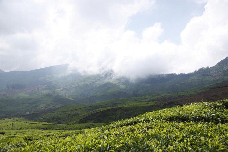 munnar tea garden resort