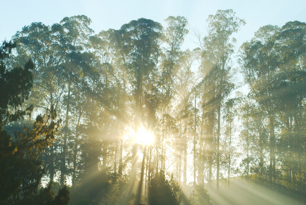 ooty trees