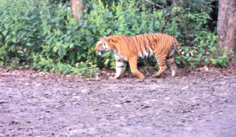 Jim Corbett National Park Tiger Visit