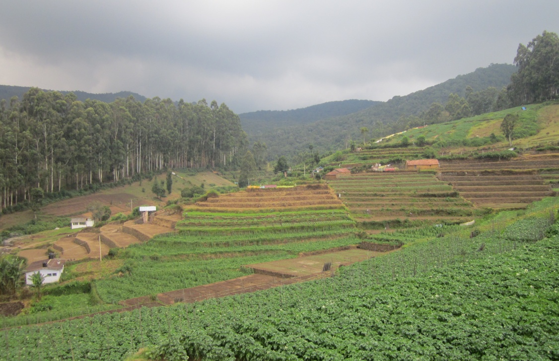 Kookal Cultivation Terrace Farming