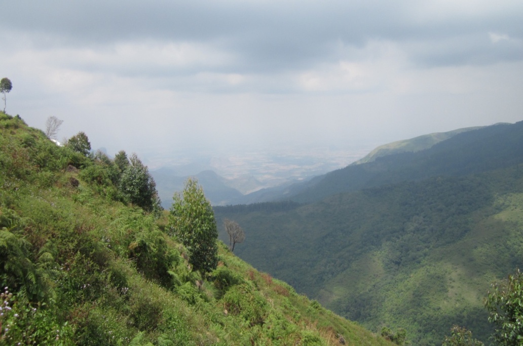 Kookal Sholas and Grasslands