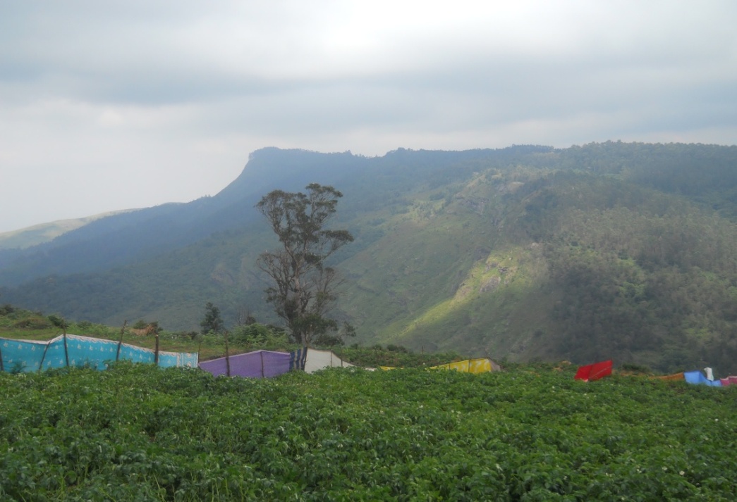 Kookal Village Cultivation Kodaikanal