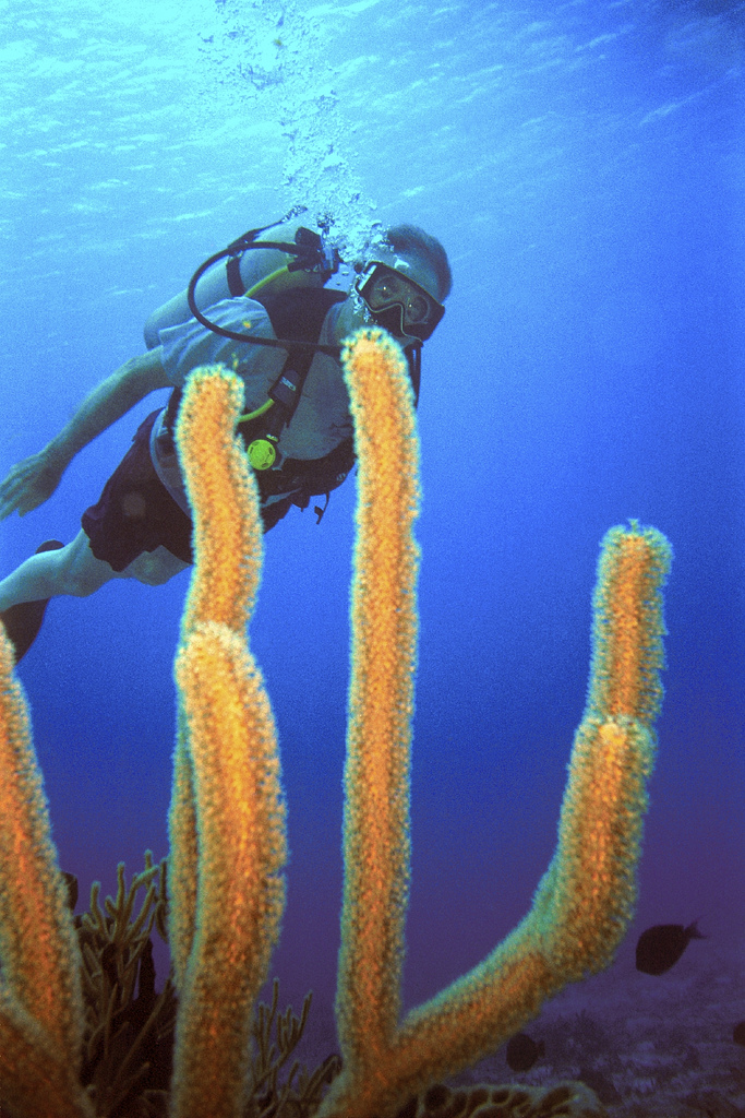 scuba diving in devbagh karwar beach