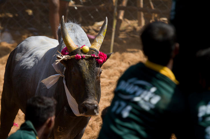 Jallikattu in Tamil Nadu Jallikattu in Tamil Nadu