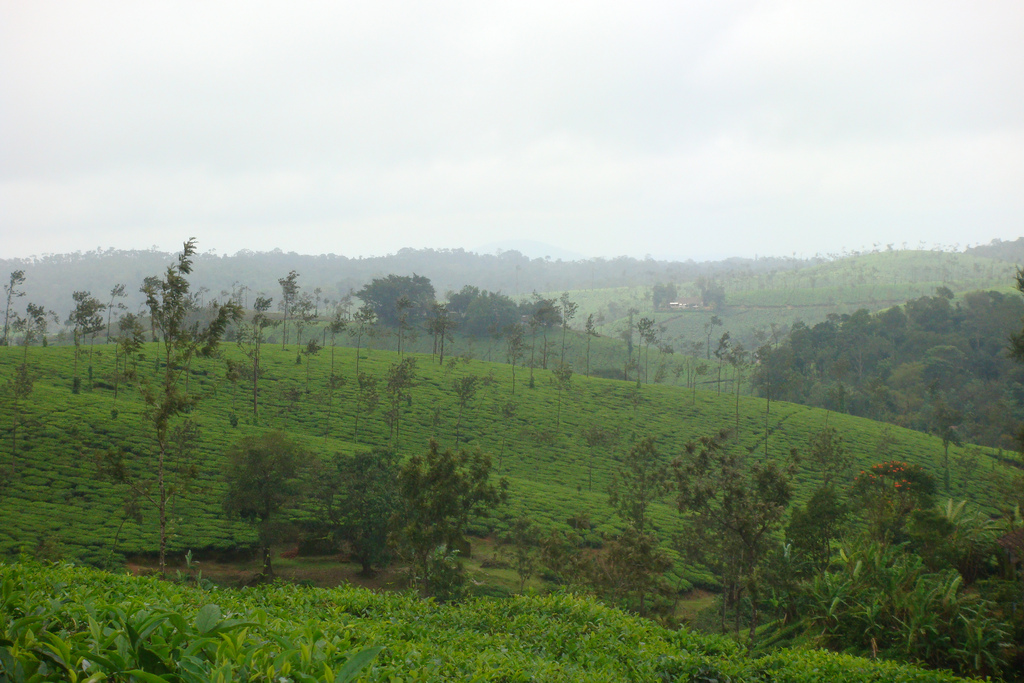 coorg karnataka india plantations Images